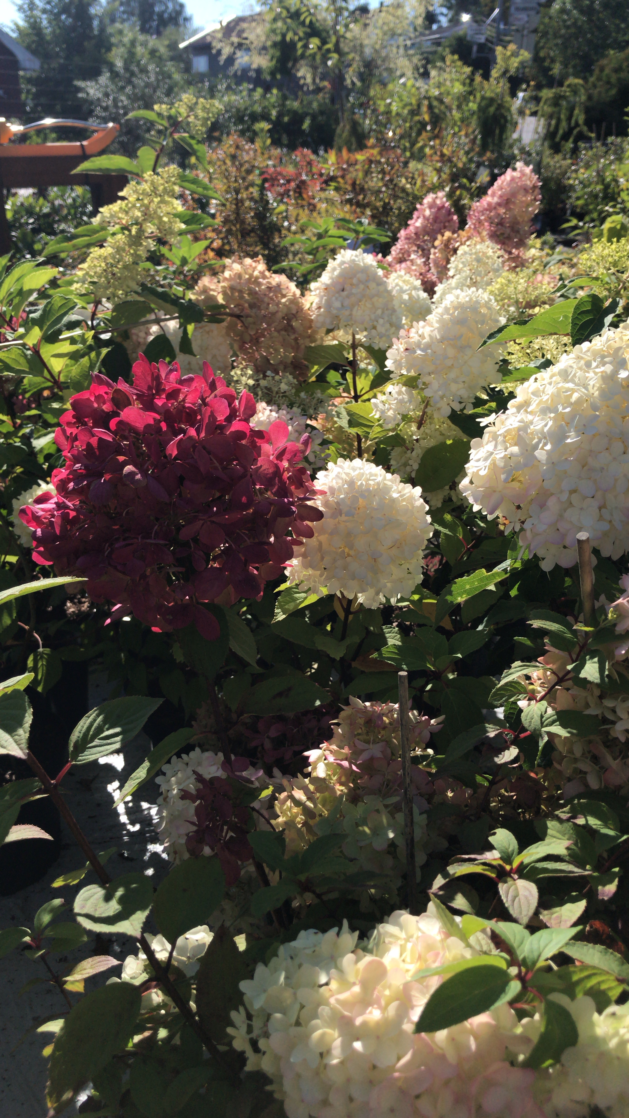Syrinhortensia